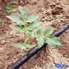 PE drip irrigation tape for greenhouse