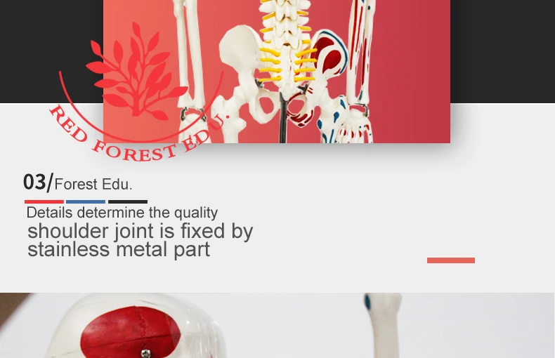 6 artificial skeleton.jpg