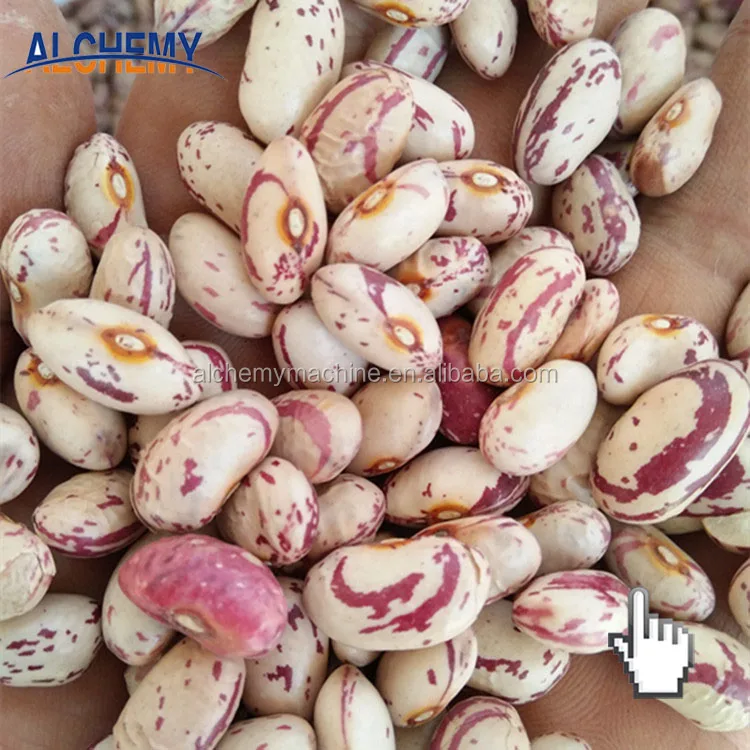 Kidney Beans In Kannada Hindi Gujarati Buy Kidney Beans In Kannada Kidney Beans In Hindi Kidney Beans In Gujarati Product On Alibaba Com