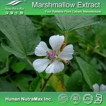 Marshmallow Root Plant Benefits