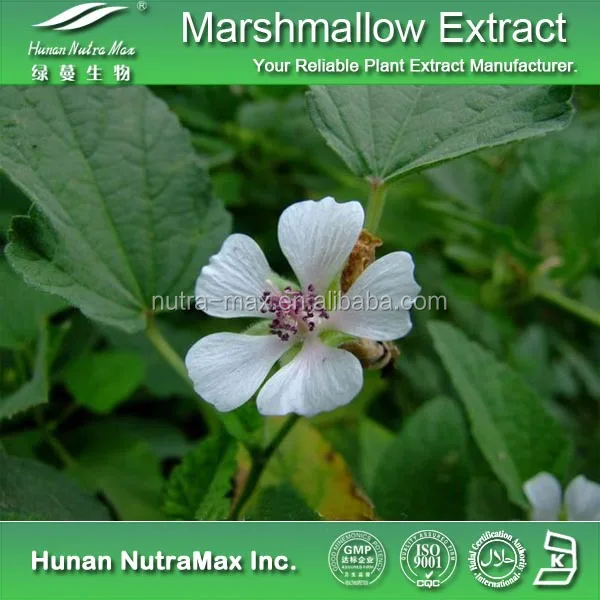 100 Natural Marshmallow Root Extract Skin Benefits Marshmallow