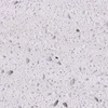 High Polished White Galaxy Shell Artificial Quart Wall Cladding Stone For Sale