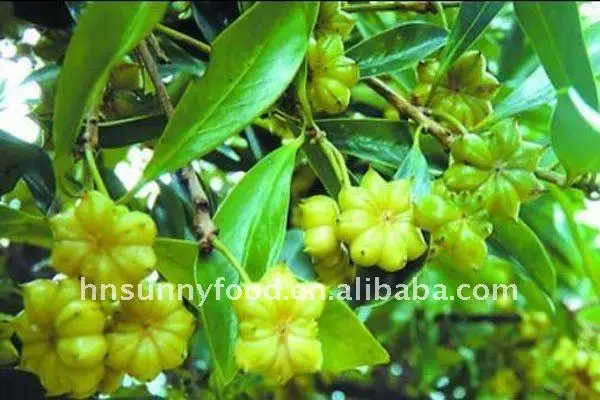 high quality guangxi dry star anise factory supplier