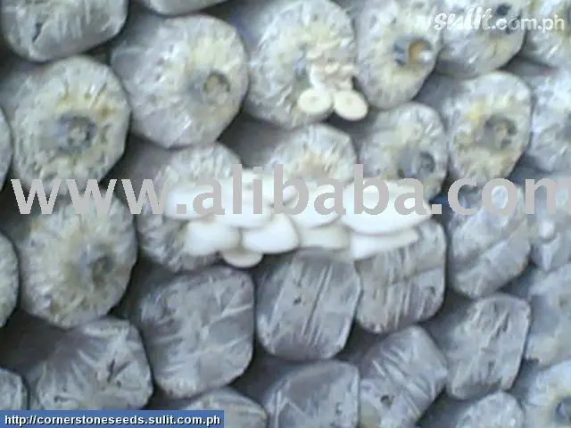 mushroom fruiting bag philippines