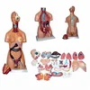 85cm Height 32 Parts Medical Human Torso Model For Teaching