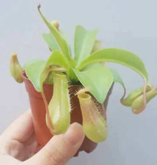 
Nepenthes sp. 