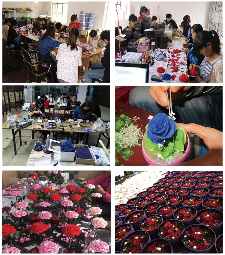 Best Valentines Day Gift Preserved Flower Beauty And The Beast