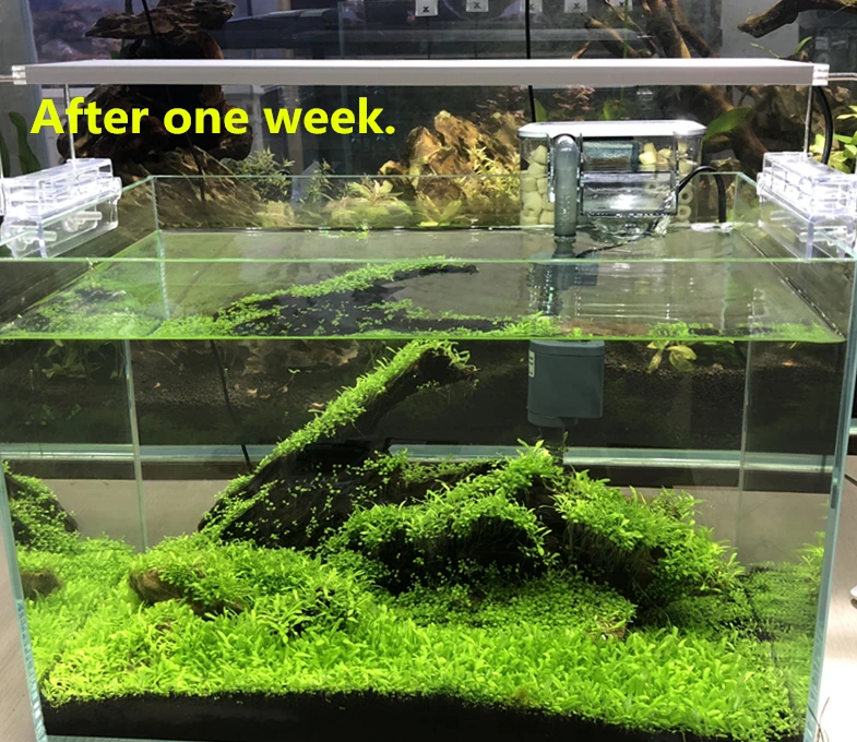 Shanda Aquarium Plant Seeds Aquarium Real Plant Buy Aquarium