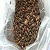 Hei Song Best Quality Cheap Pine Planting Seeds