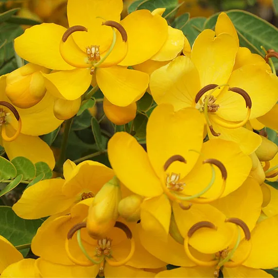 Factory Supply Senna Bicapsularis Seeds/cassia Bicapsularis Seeds For  Growing - Buy High Germination Rate Rambling Senna Seeds,High Quality  Christmasbush Seeds,Wholesale Money Bush Seeds/yellow Candlewood Seeds  Product on Alibaba.com