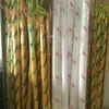 Japan NBC screen printing mesh