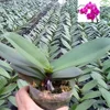 3.5 inch pot Orchid Phalaenopsis tissue seedlings