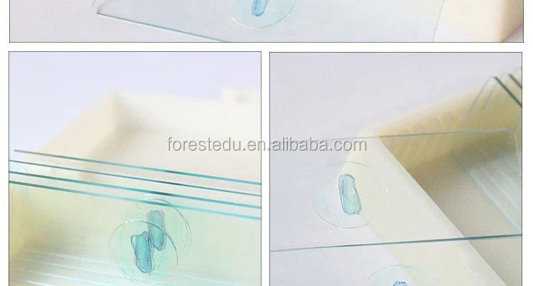 9 microscope slides 7101.jpg
