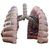 Custom Inflatable Lung Advertising custom inflatable display event lung inflatable medical teaching lung model