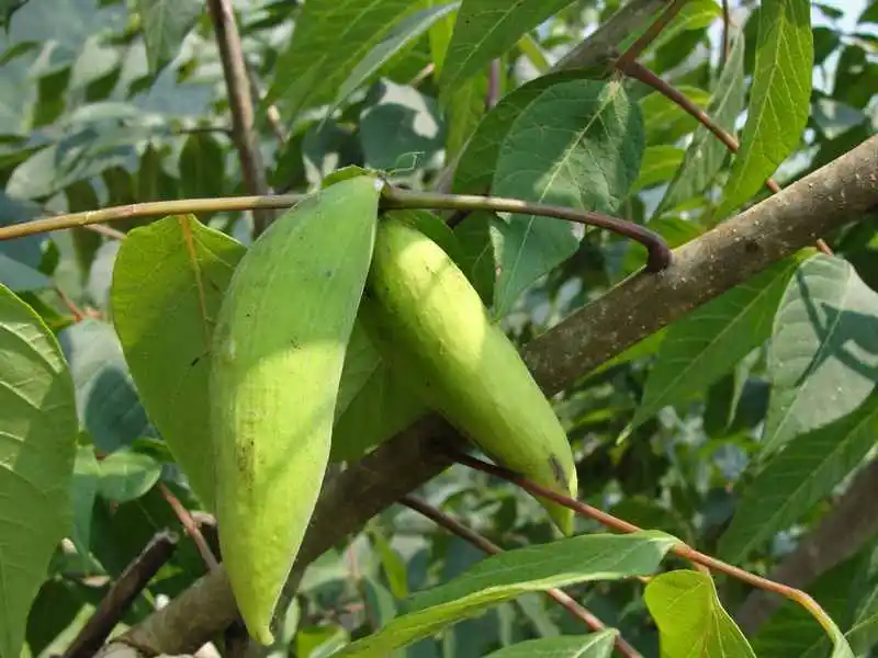 gallnut extract 4.jpg