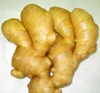 Wholesale all kinds of fresh ginger specifications