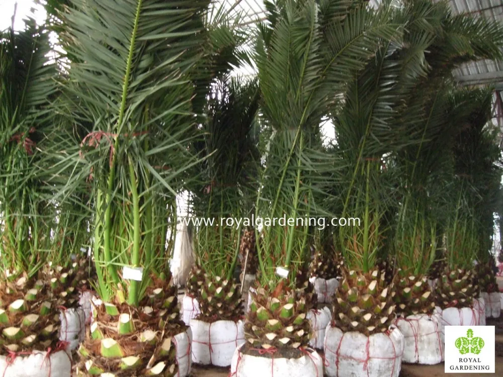 Phoenix Canariensis Palm Tree Nursery Landscaping Trees Phoenix Canariensis Palm Tree Nursery Landscaping Trees