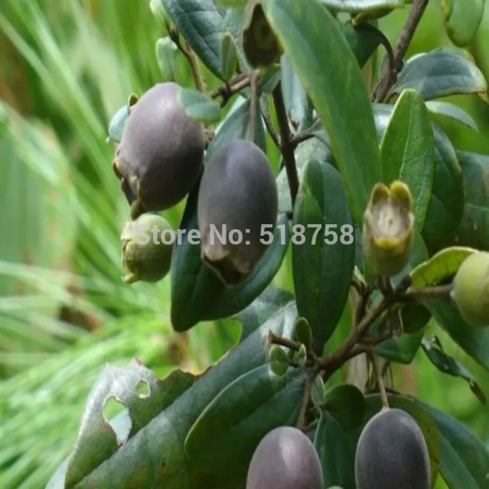 Compra Planta de mirto online al por mayor de China
