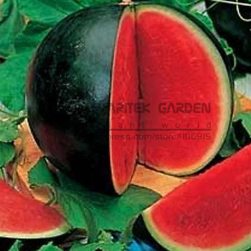 Big Black Skin Red Seedless Watermelon Organic Seeds, Professional Pack, 20 Seeds, 13% Sugar Sweet Juicy Edible Melon E3011