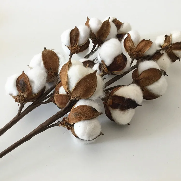 Cotton Branch