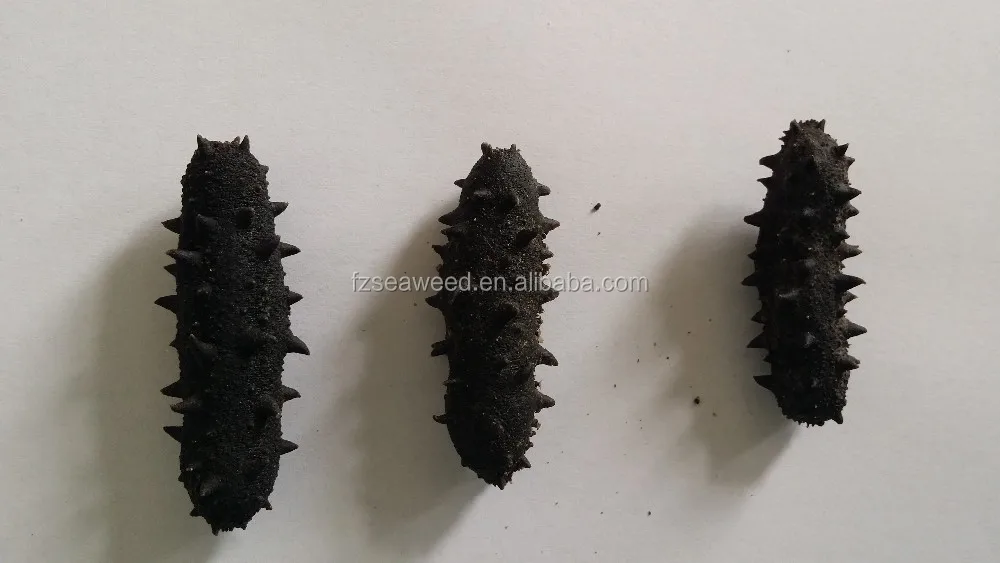Sea Cucumber Wholesale Usa Sea Cucumber The Price Of Dried Sea Cucumber