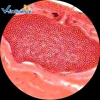 100 Pcs Excellent Human Histology Prepared Slides