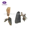 Medical teaching model respiratory system specimens