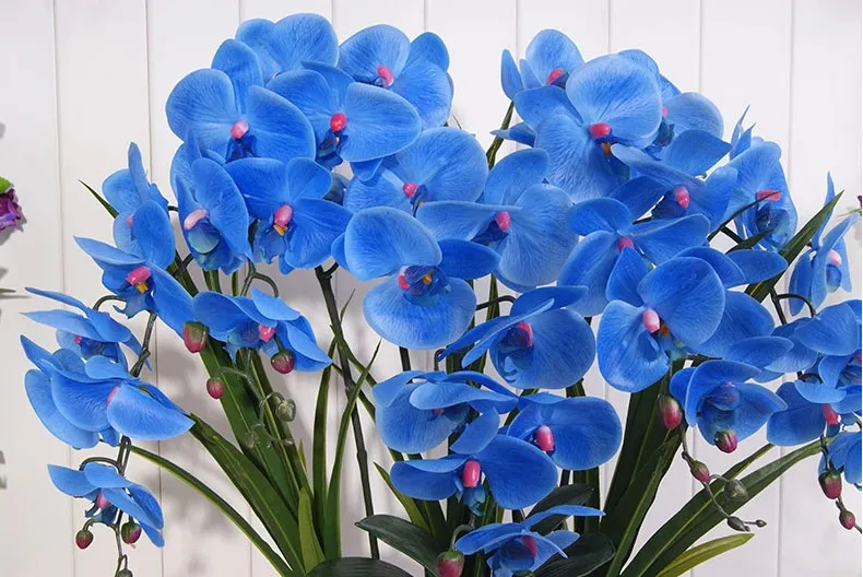 Синяя орхидея в горшке. Фаленопсис Королевский голубой. Орхидея фаленопсис голубая. Фаленопсис Королевский голубая Лагуна. Фаленопсис синий.