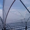 fruit used fly insect net