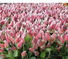 plastic flower bud net for flowers