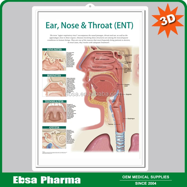 3d Medical Human Anatomy Wall Charts / Poster - Ear,Nose And Throat ...