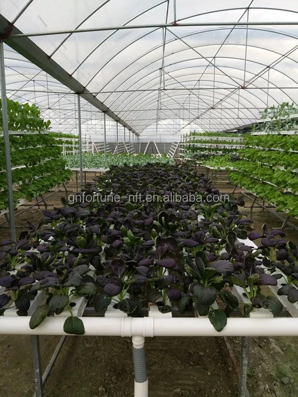 aquaponics growing commercial systems