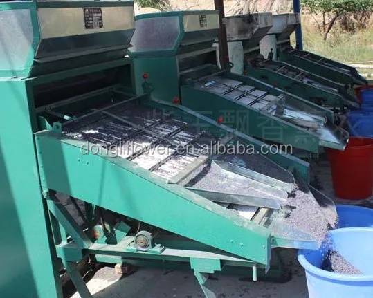 lavender buds selection.jpg