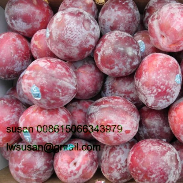 
china new crop president plum 