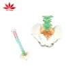 Material teaching model Life size Flexible spinal column model with color coded regions