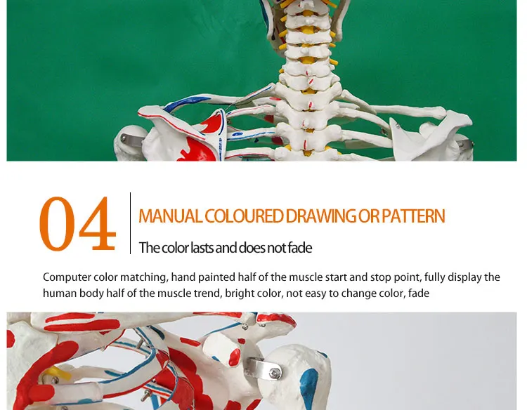 11 Life size skeleton.jpg