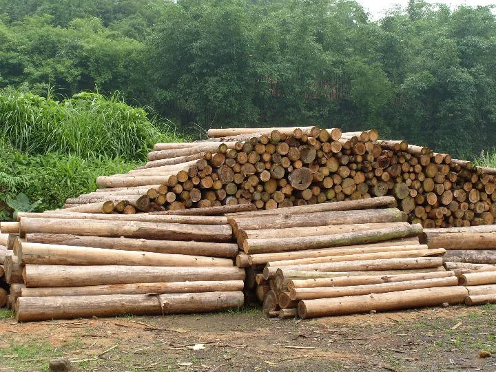 lwm-fi03 工厂供应冷杉木材冷杉边缘胶木板冷杉实板