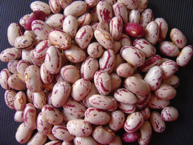 American round kidney bean.JPG
