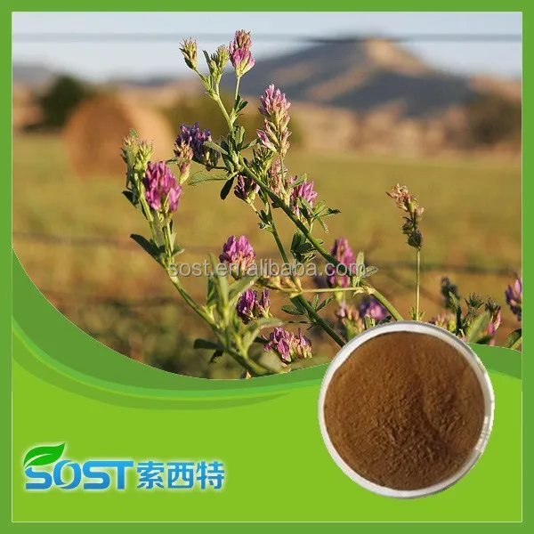 alfalfa extract/powder/alfalfa seed/alfalfa hay for sale