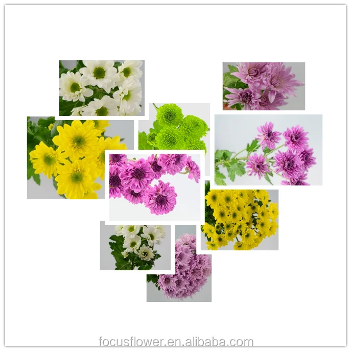 Small Chrysanthemum.png