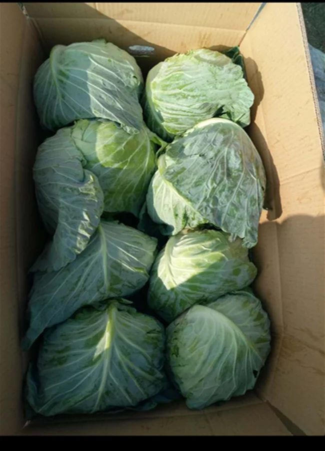 flat cabbage2017 (2).png