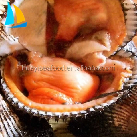 
Cockle meat ark shell blood clam plump clam meat 