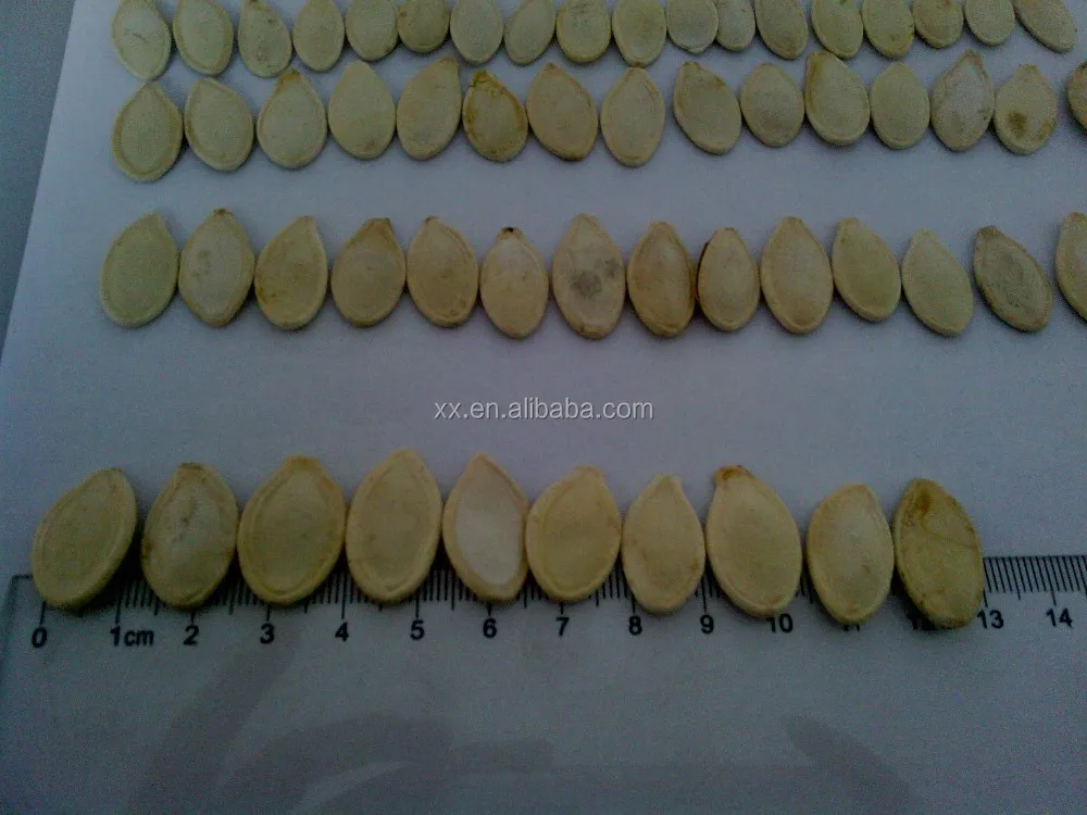 shine pumpkin seed (10)