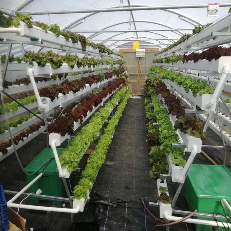  Nft Hydroponic System For Greenhouse Buy Nft Hydroponic 