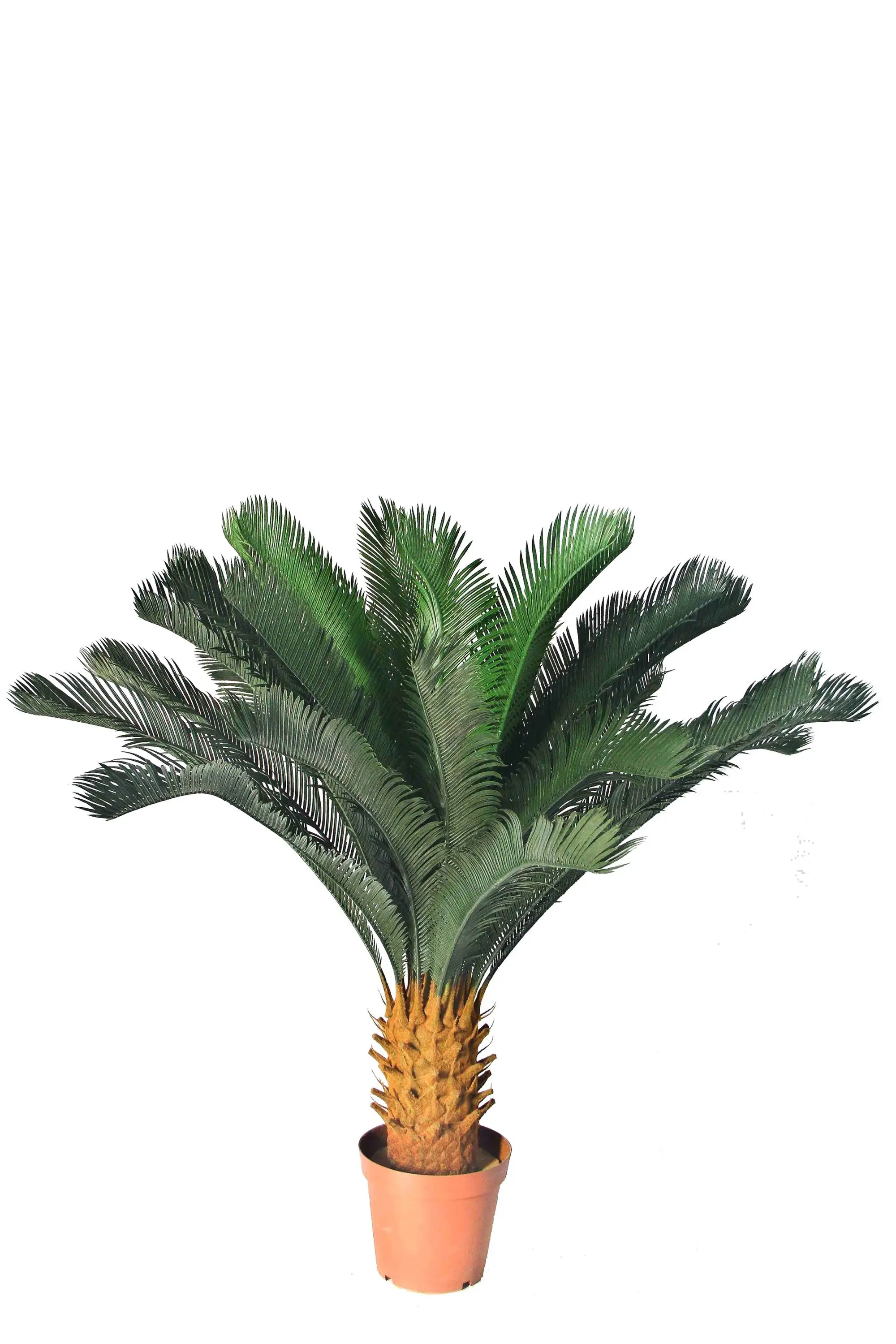 Artificial Sago Palms Plastic Cycas Bonsai Plants Buy Plastic Cycas