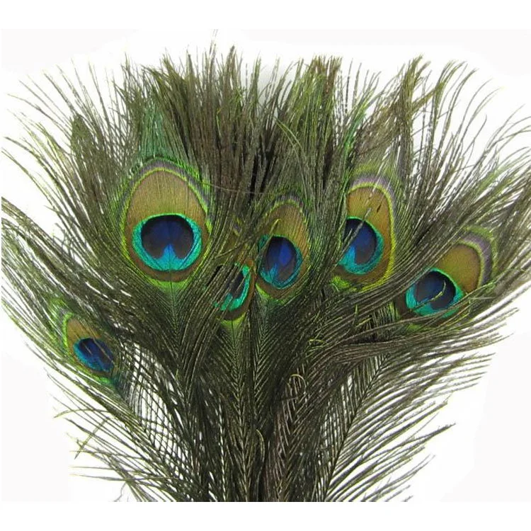 peacock feather a.jpg