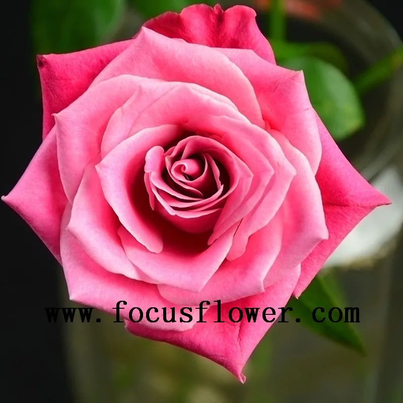 High Quality Best Pink Fresh Cut Rose Flowers Names Of Flowers Used For Decoration Desert Rose