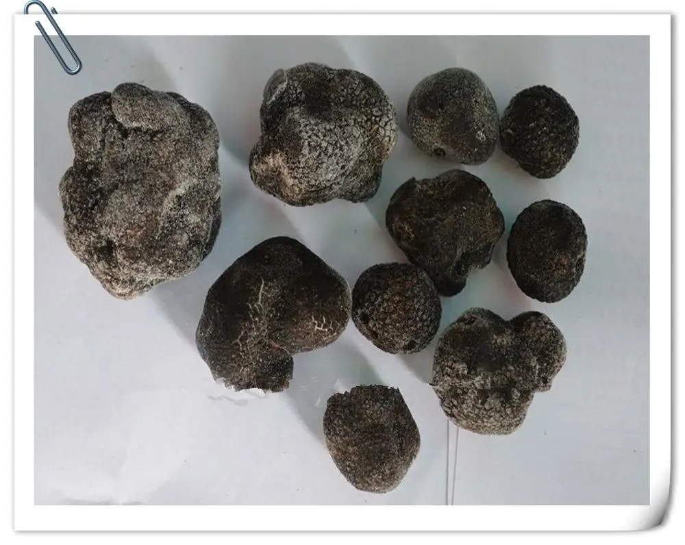 Fresh Truffle Fresh Tuber Indicum Buy Fresh Desert Truffles iqf