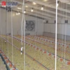 Hangars pour ferme avicole for Cote D'ivoire, poultry farm supplies