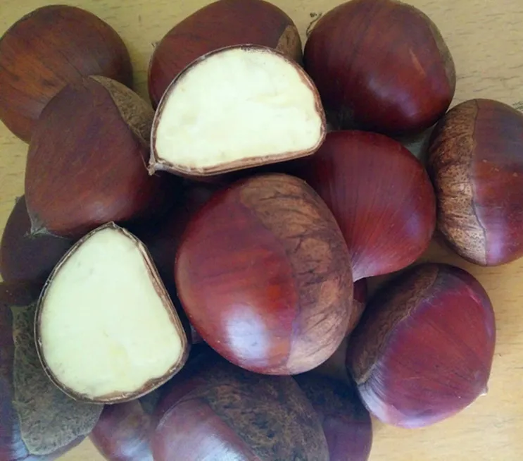 Import Fresh Chinese Chestnuts - Buy Fresh Chestnut,Frozen Chestnuts ...